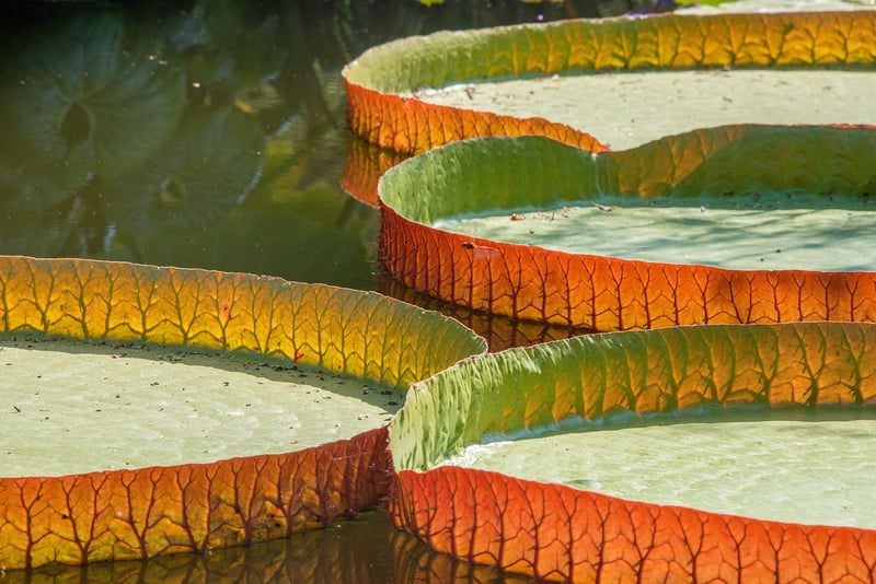 Lotus flower for relaxation